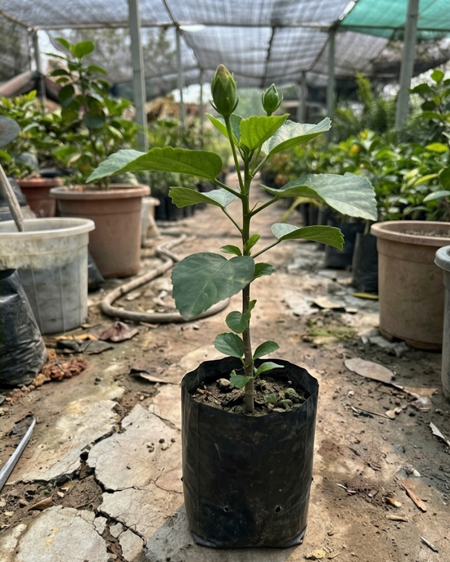 Hibiscus Peter's Black Magic — view 2