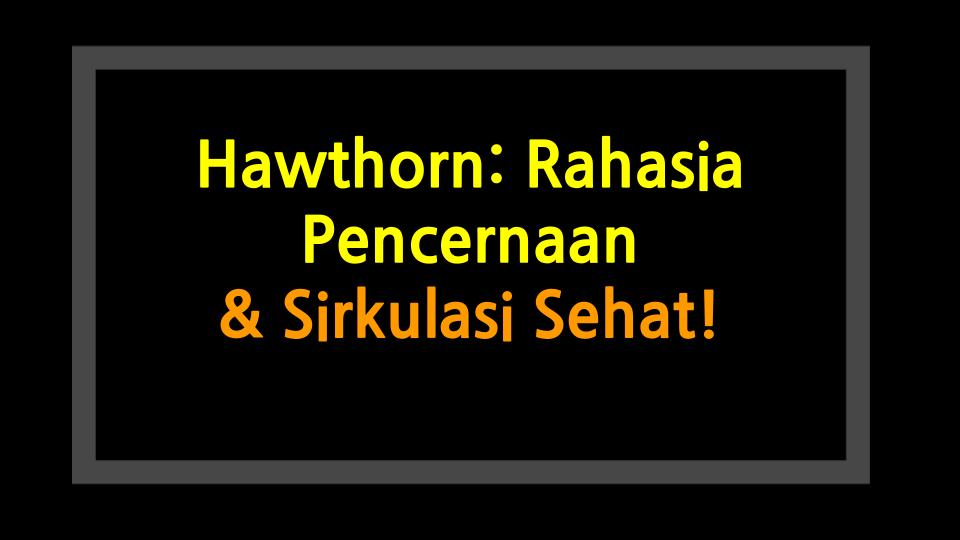 Hawthorn: Rahasia Pencernaan & Sirkulasi Sehat!