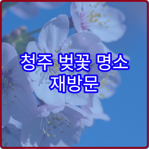 청주 벚꽃 명소 재방문 이유 평일vs주말 솔직 후기 비교