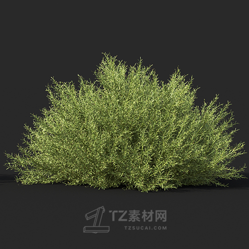 Maxtree - Plant Models Vol.60