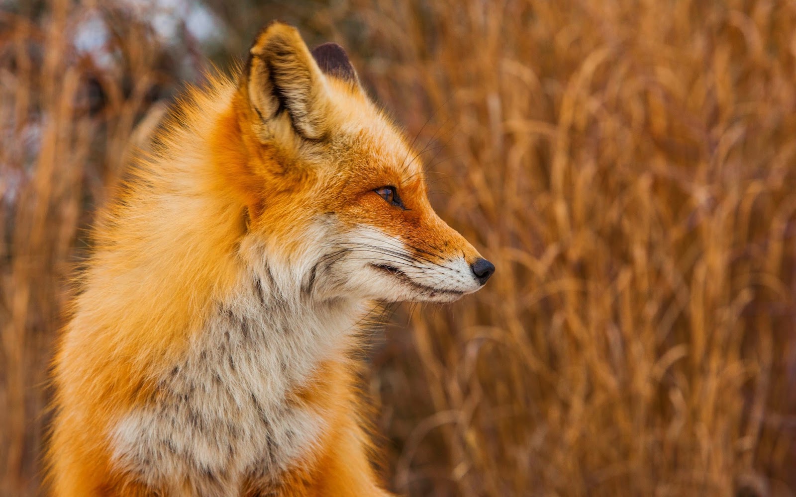 Fox Wallpaper
