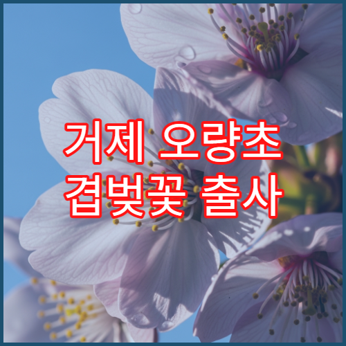 거제 오량초 겹벚꽃 출사 황금 시간 사진작가 추천 핑크빛 스팟