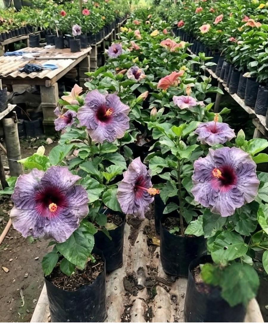 Hibiscus Drama Queen — view 4