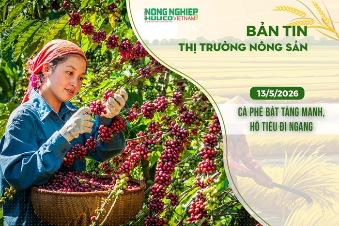 Thị trường nông sản 13/5/2026: Cà phê bật tăng mạnh, hồ tiêu đi ngang - Nông nghiệp Hữu cơ Việt Nam