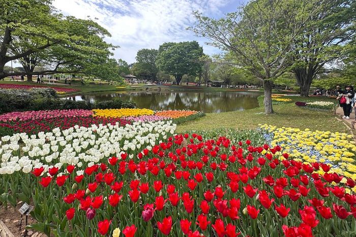 Sắc hoa rực rỡ nhuộm thắm mùa xuân tại Công viên Showa Kinen - Báo Thể Thao &amp; Văn Hóa - Thông tấn xã Việt Nam