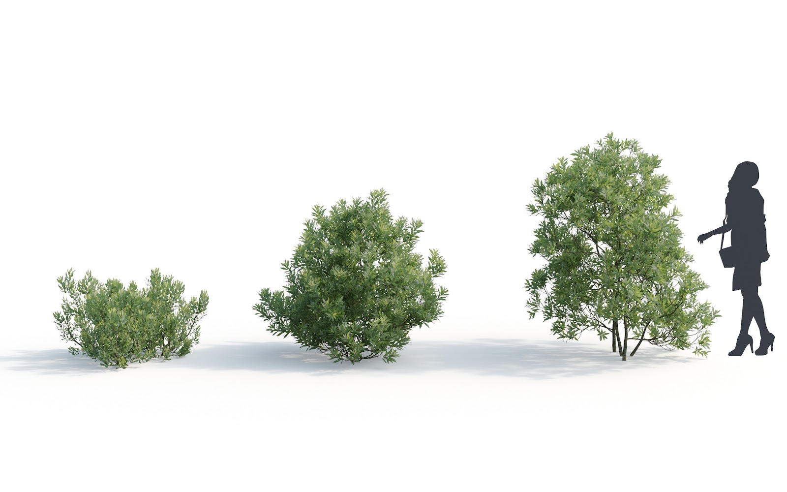 Maxtree - Plant Models Vol.6