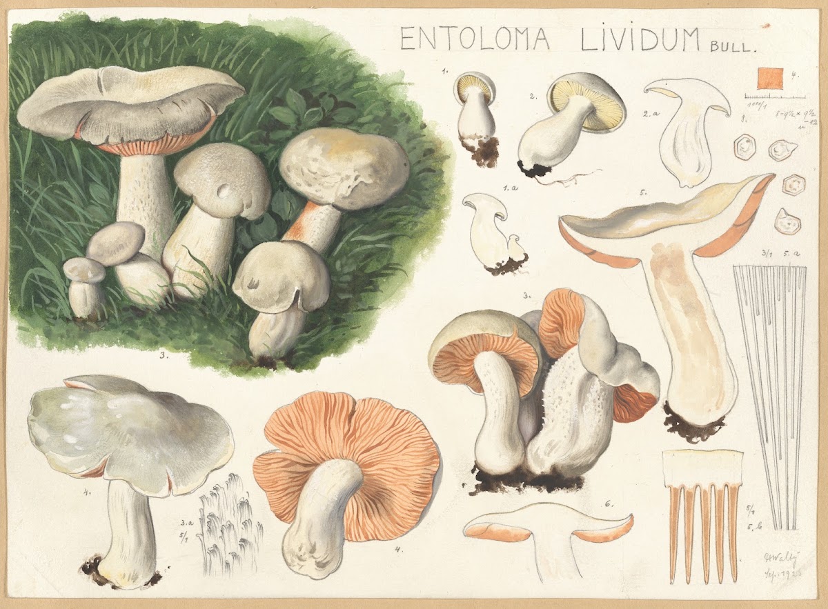 Entoloma lividum Bull 1915 1945