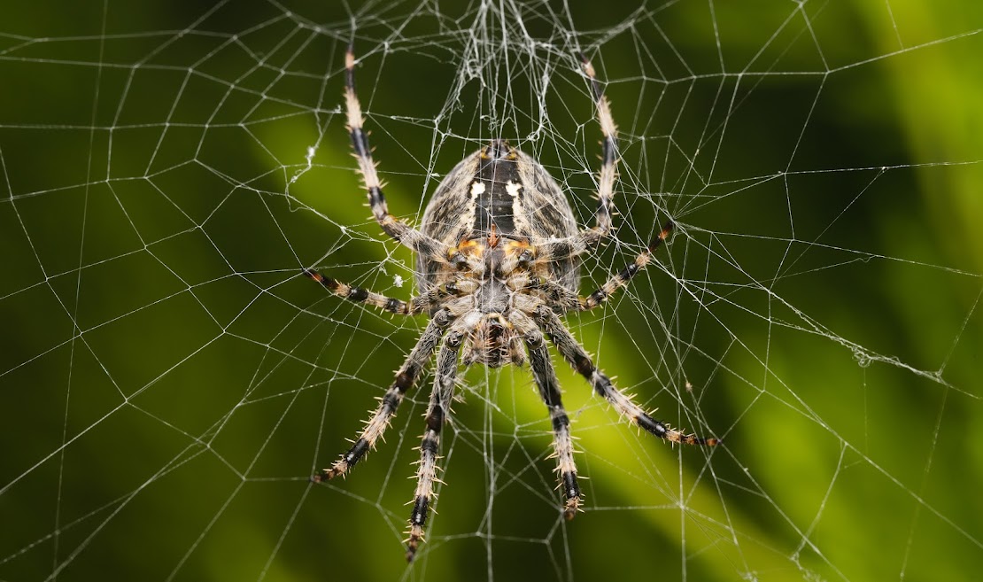 Araneus diadematus