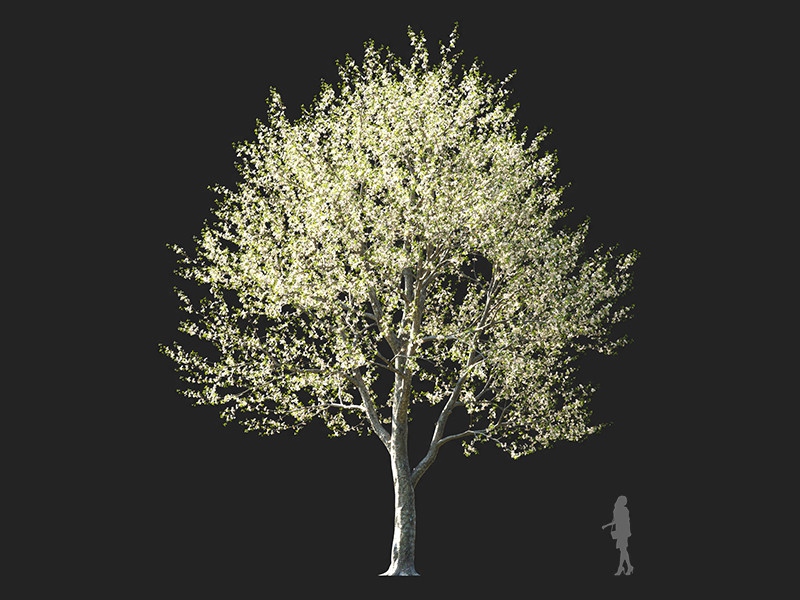 Maxtree - Plant Models Vol.132