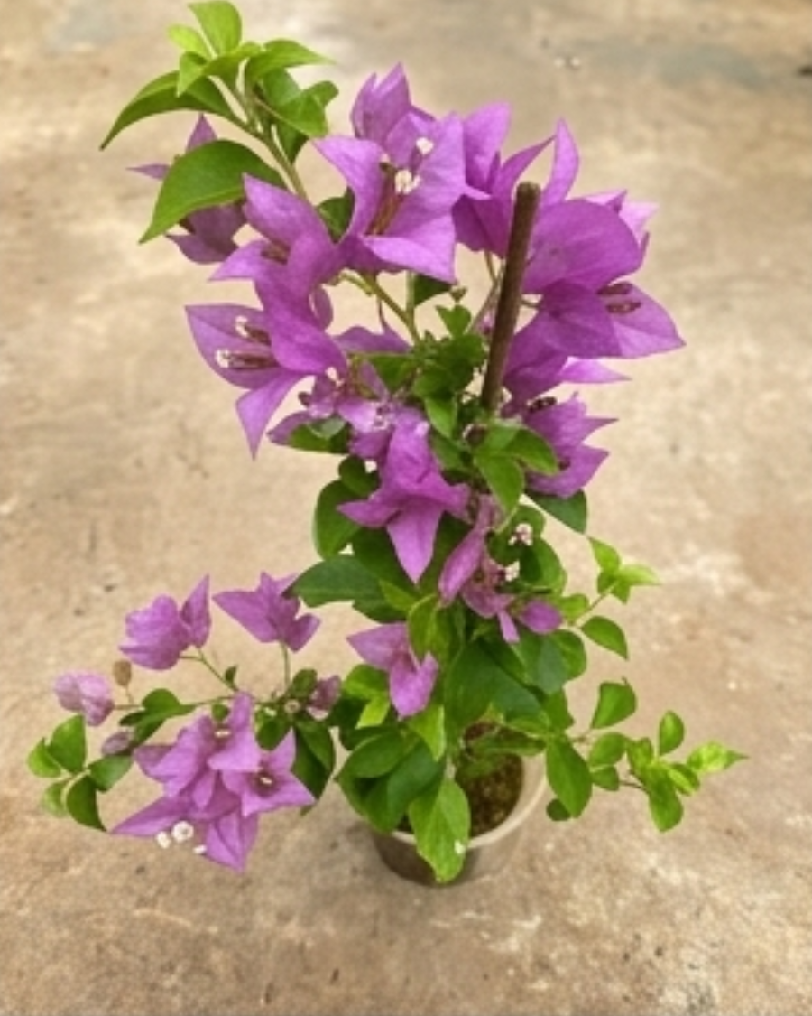 Imported Sweet Dreams Bougainvillea Plant — view 3