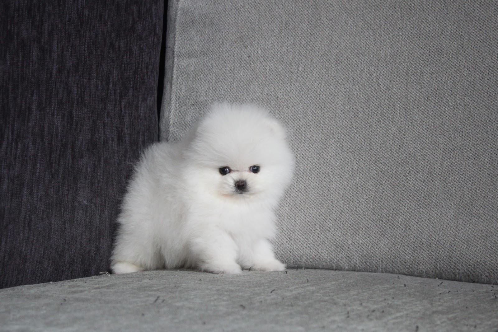 1/21出生 高端優質迷你型松鼠白博美弟弟