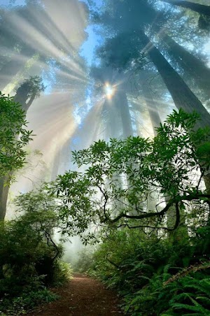 Sunshine Forest Picture