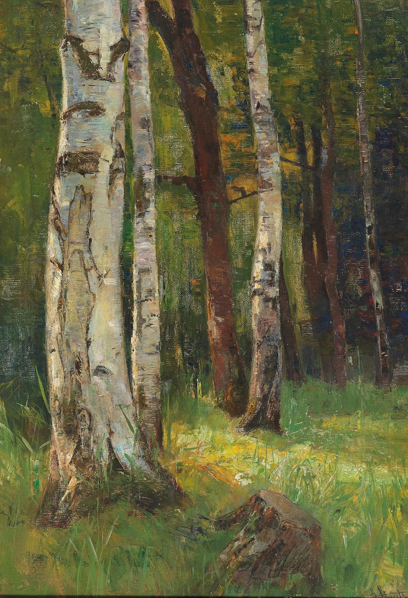 A Birch Forest