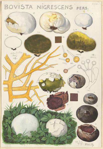 Bovista nigrescens 1915 1945