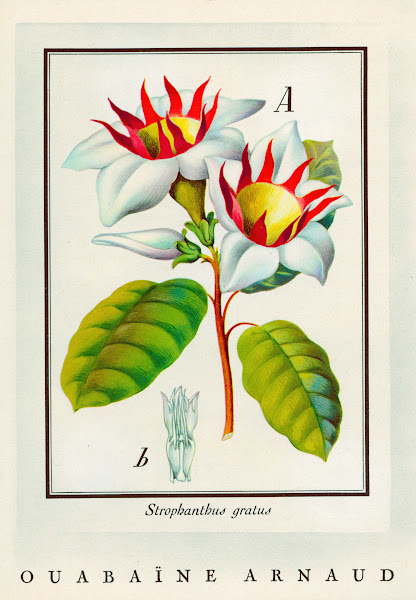 Ouabaïne Arnaud 1910 1950