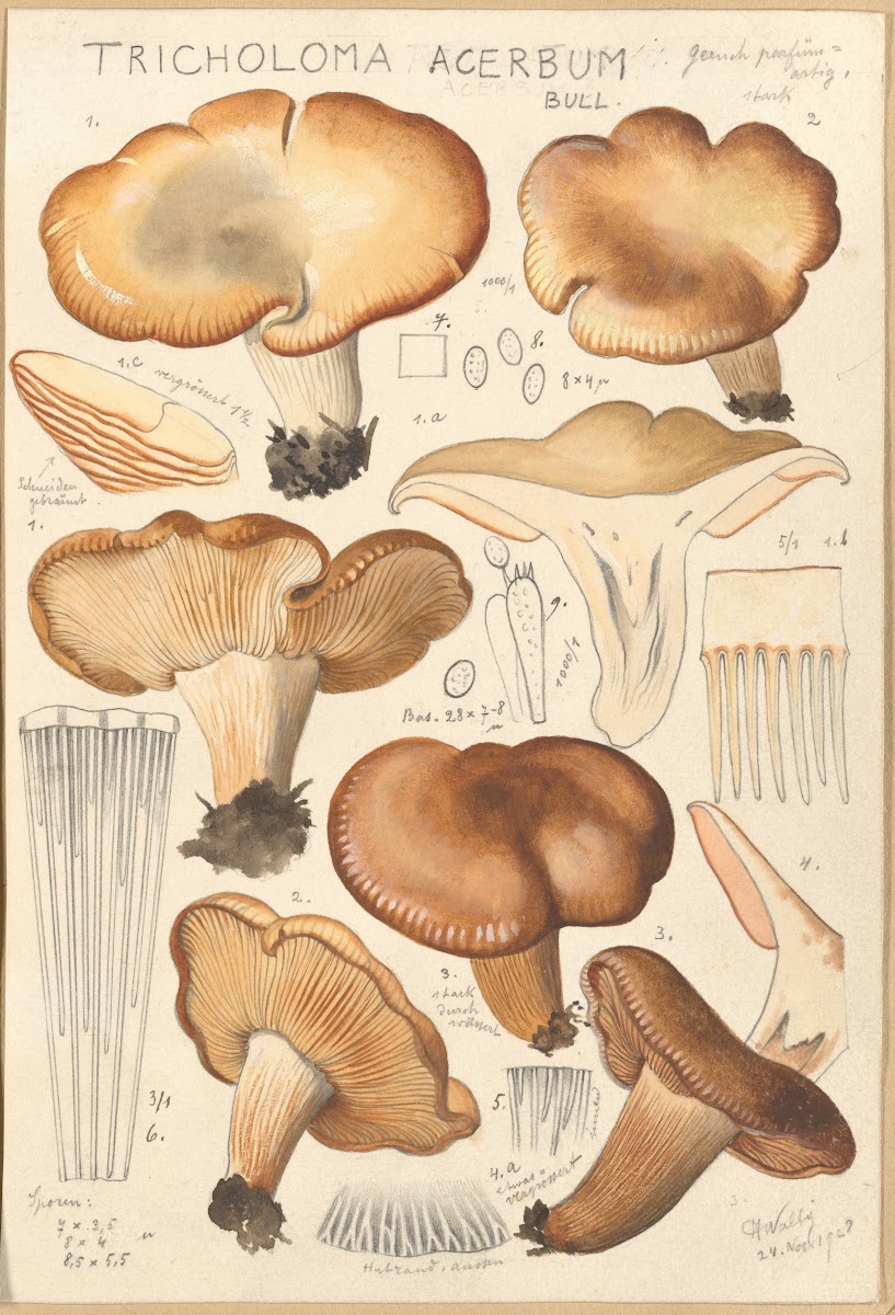 Tricholoma acerbum 1915 1945