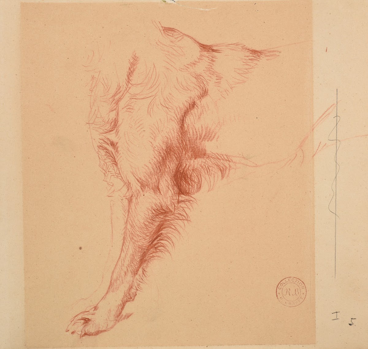 Étude de patte de chien
