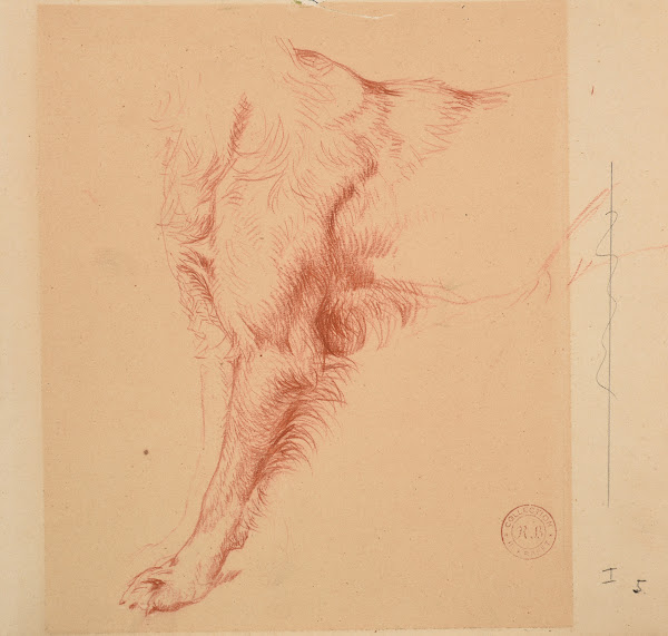 Étude de patte de chien
