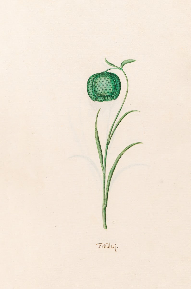 Frittilari Fritillaria 1692