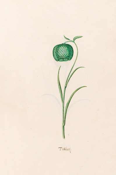 Frittilari Fritillaria 1692