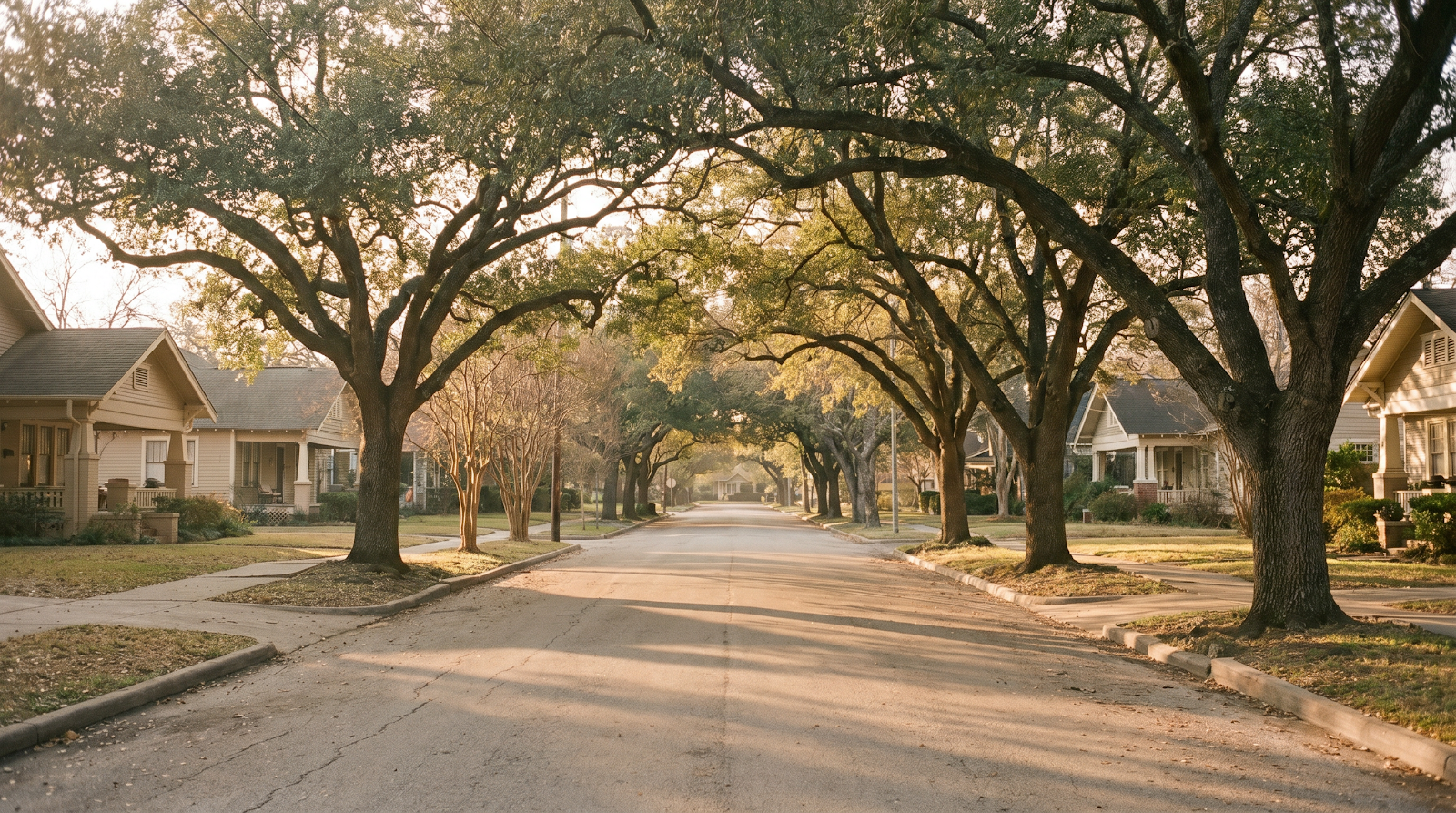 A live-oak-lined residential boulevard in Houston