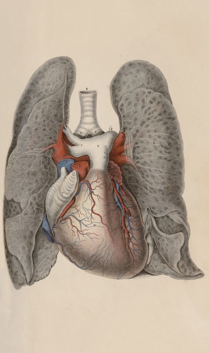 A system of anatomical plates of the human body Pl009 1840