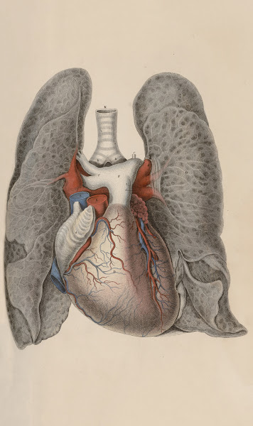 A system of anatomical plates of the human body Pl009 1840
