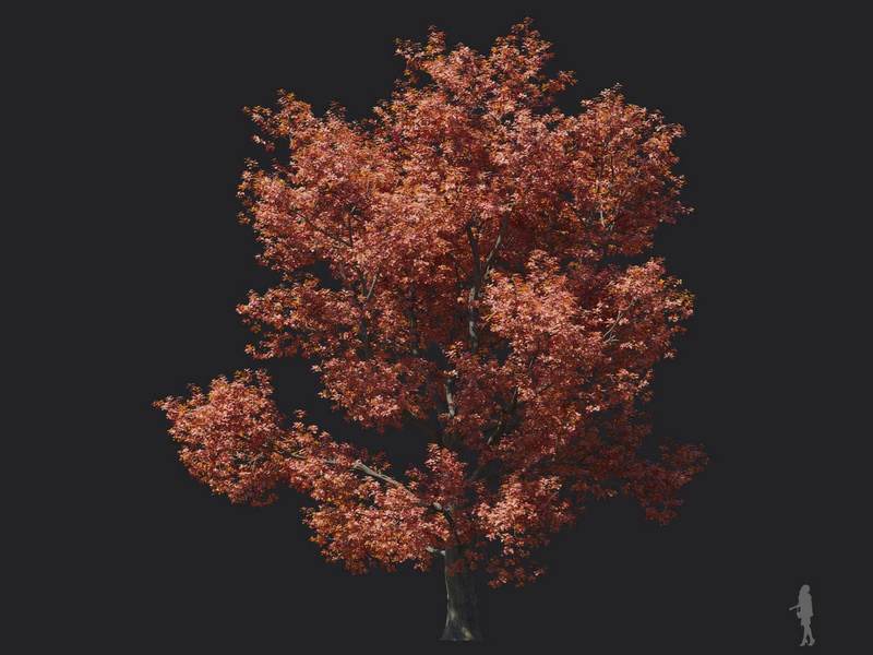 Maxtree - Plant Models Vol.116