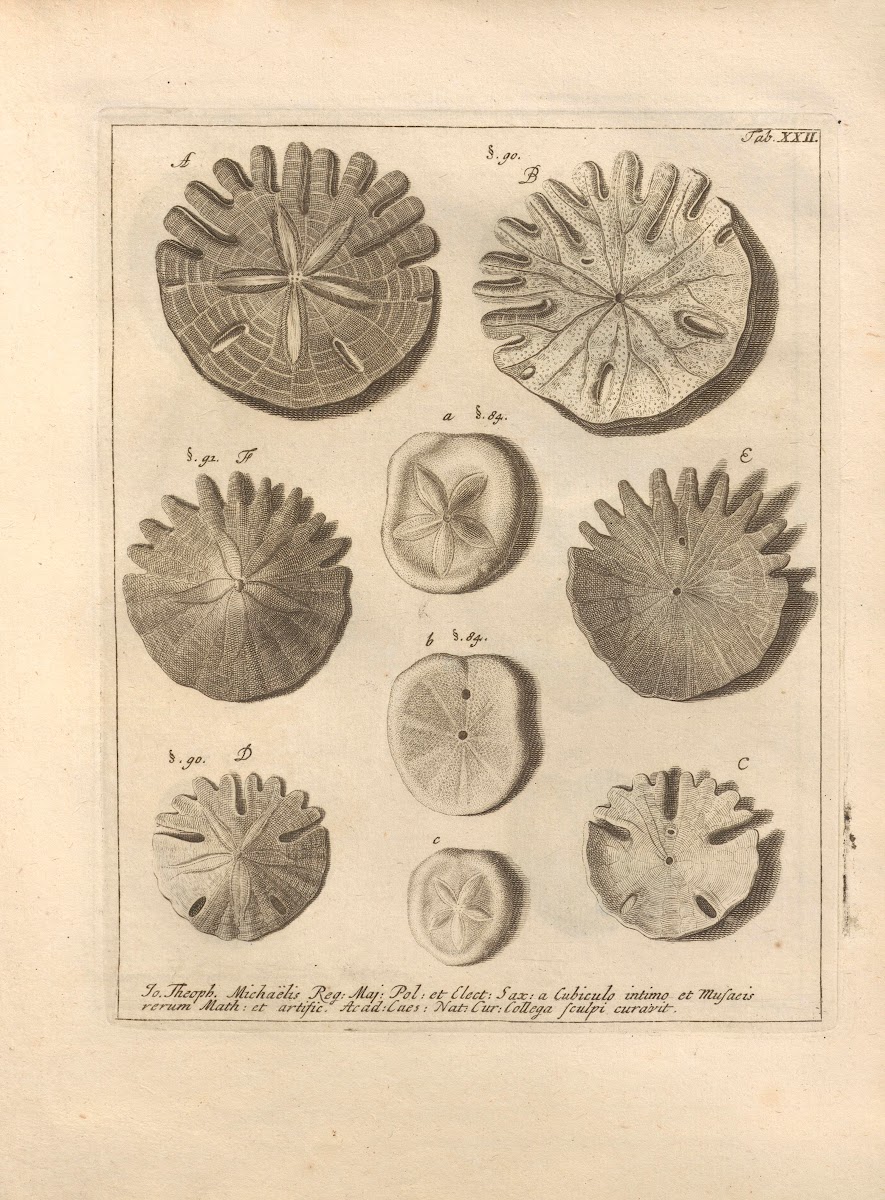 Naturalis Dispositio Echinodermatum Natural Arrangement of Echinoderms Pl22 1734