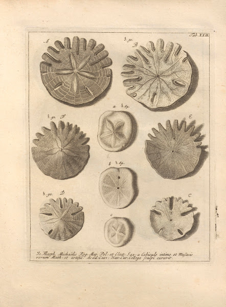 Naturalis Dispositio Echinodermatum Natural Arrangement of Echinoderms Pl22 1734