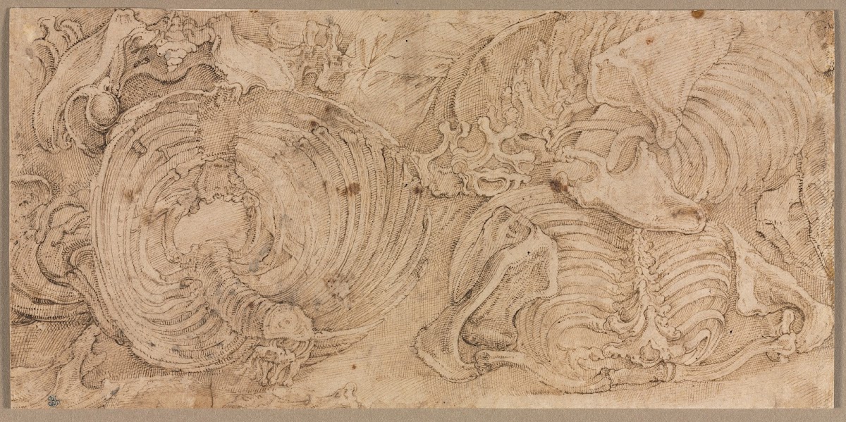 Rib Cages early 1540s