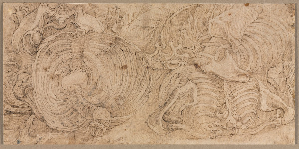 Rib Cages early 1540s