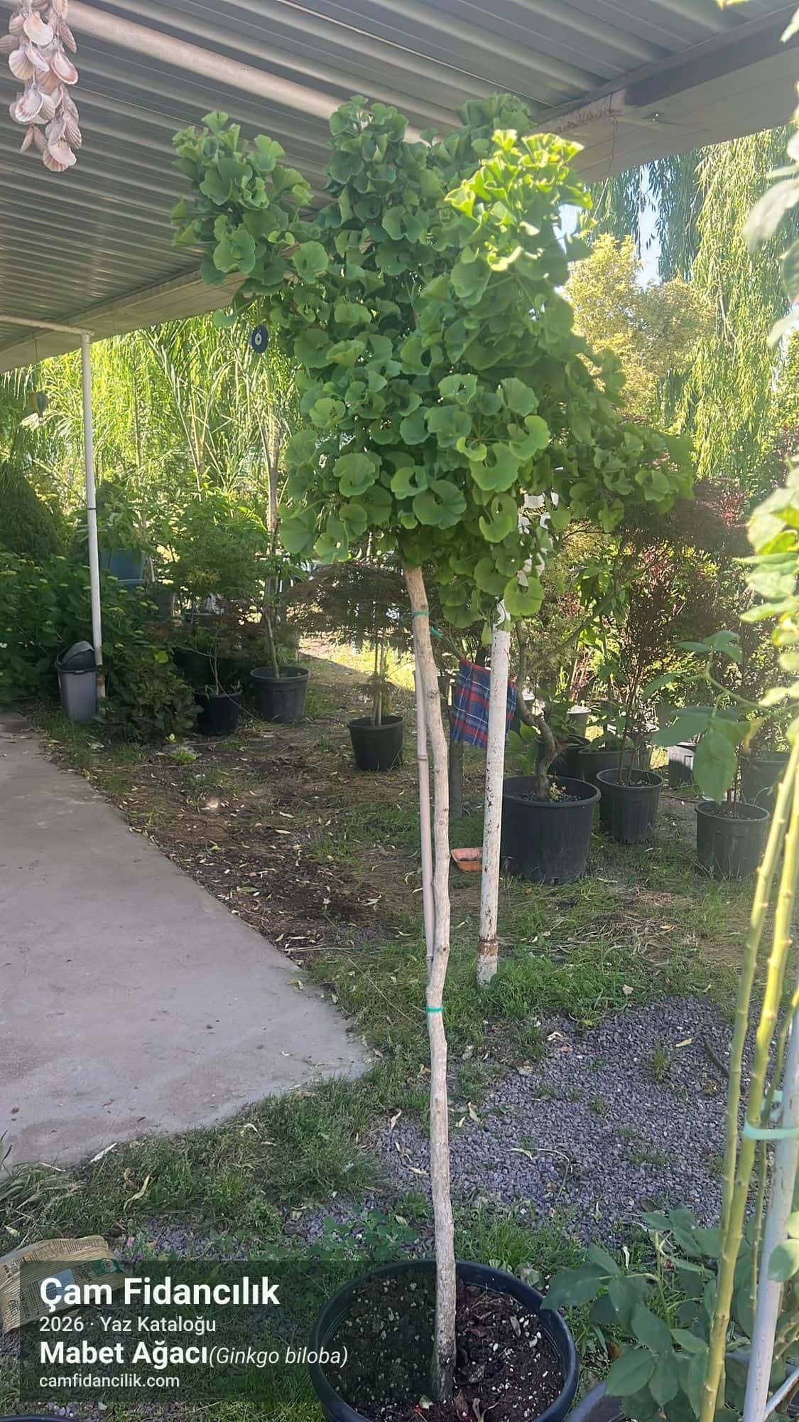 Mabet Ağacı - Ginkgo biloba Çam Fidancılık Yalova