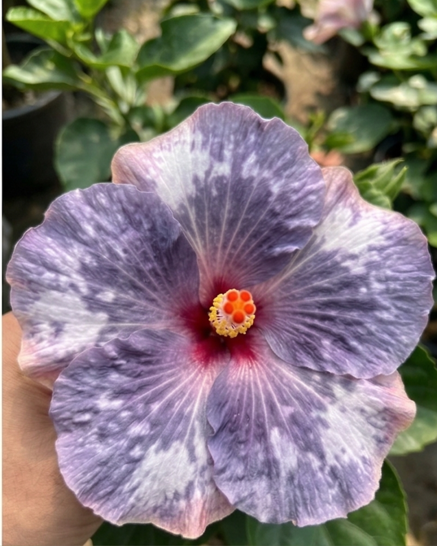 Hibiscus Luv Indigo Star — view 3
