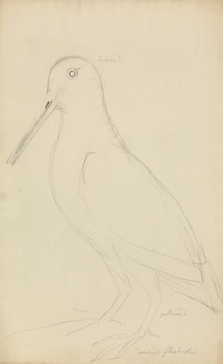Eurasian Woodcock