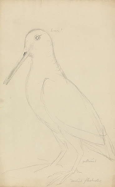 Eurasian Woodcock