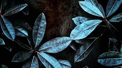 Plant, Leaf, Botany, Terrestrial Plant, Carnivore Full HD iPhone Wallpaper Background