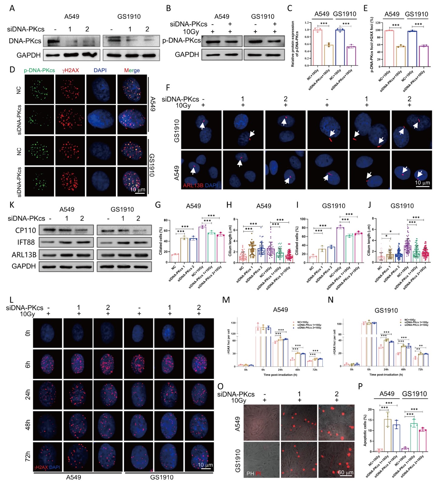 The DNA-PKcs-primary cilia axis maintains ionizing radiation-induced senescence in tumor cells