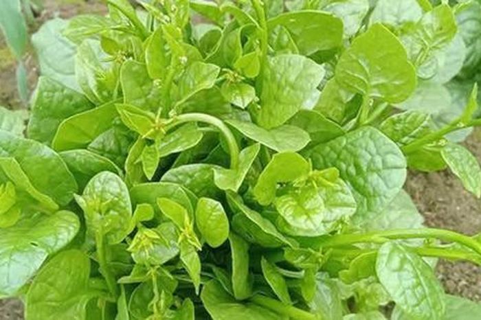 Giải nhiệt, nhuận tràng với rau mồng tơi - Báo Sức Khỏe &amp; Đời Sống