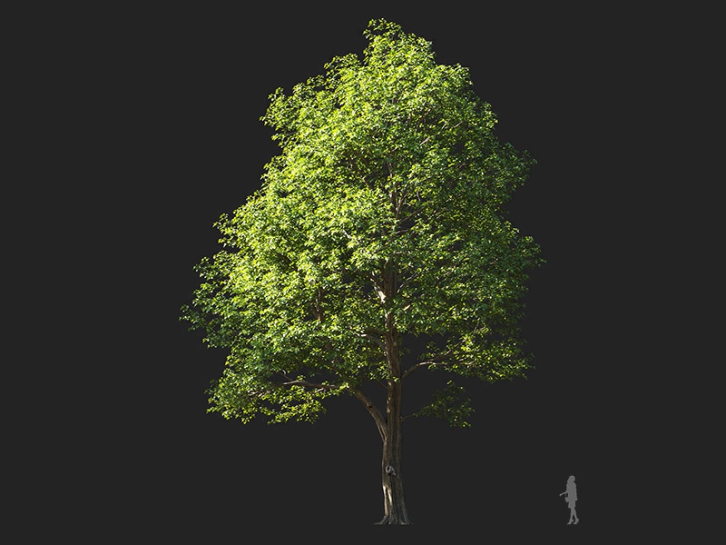 Maxtree - Plant Models Vol.132