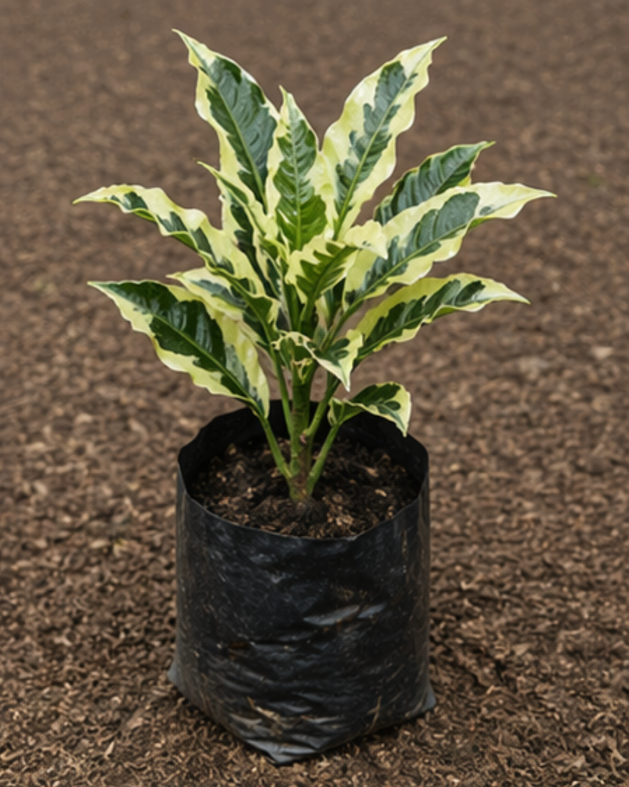 Andrew Croton Plant — view 2