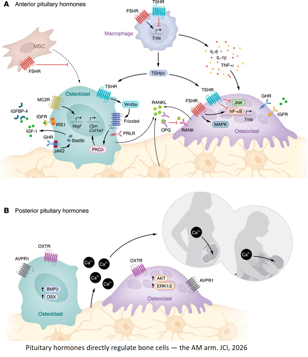 Neuroendocrine and neural control of bone mass in health and disease
