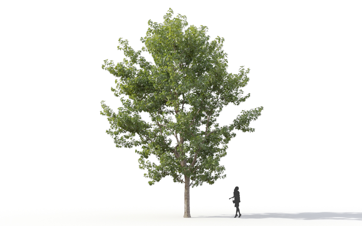 Maxtree - Plant Models Vol.11