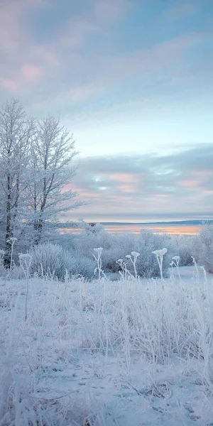 Frosty Winter Field At Sunrise 4K iPhone Wallpaper Background