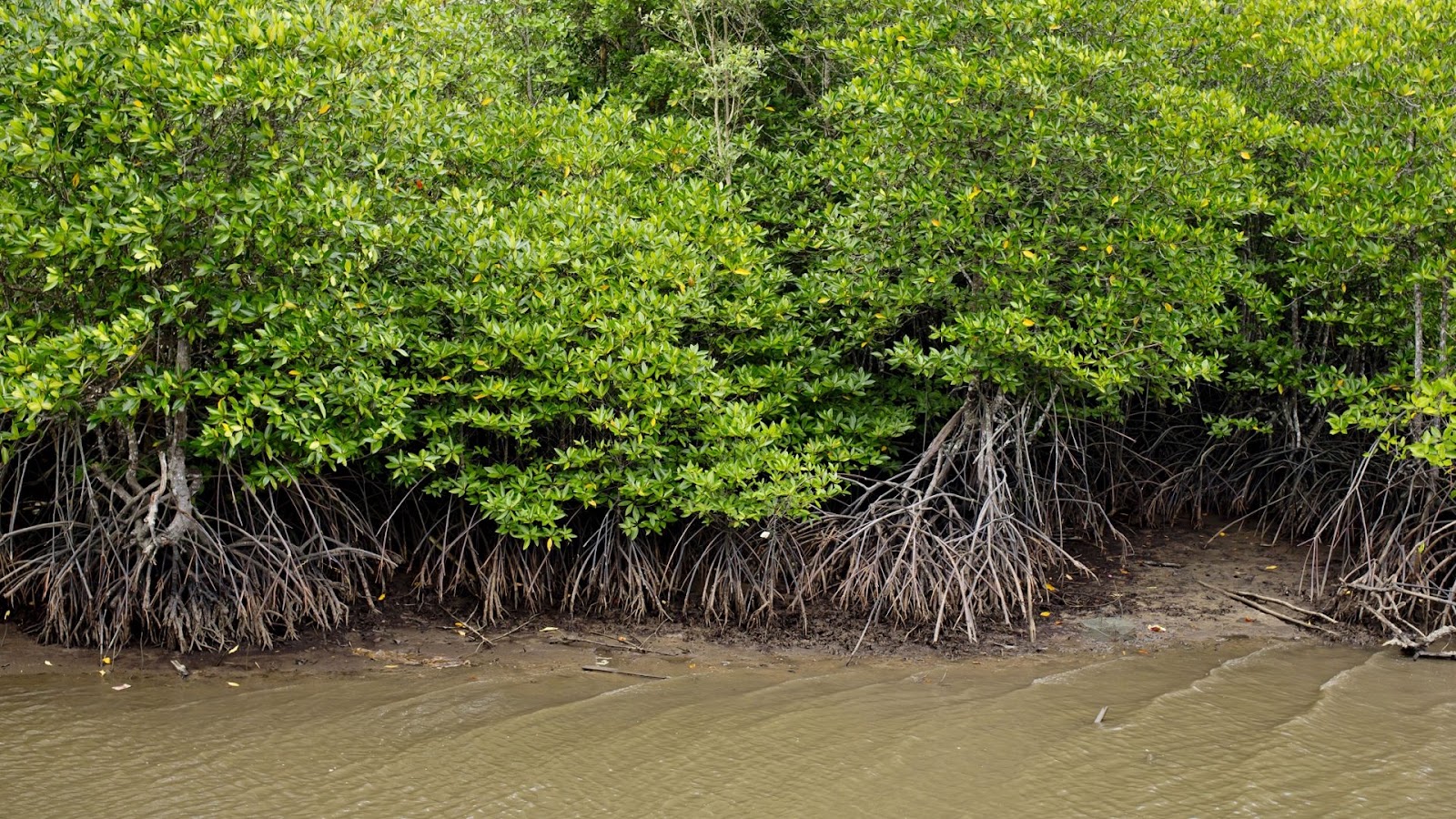 Mangroves for Improving Environmental Quality and Air Pollution in Jakarta