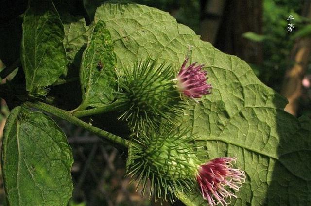 熱爆娛樂 牛蒡的功效與作用及其選方