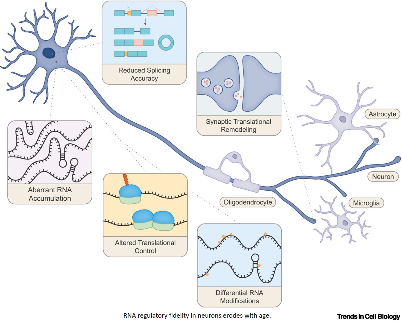 RNA dysregulation in aging and neurodegeneration