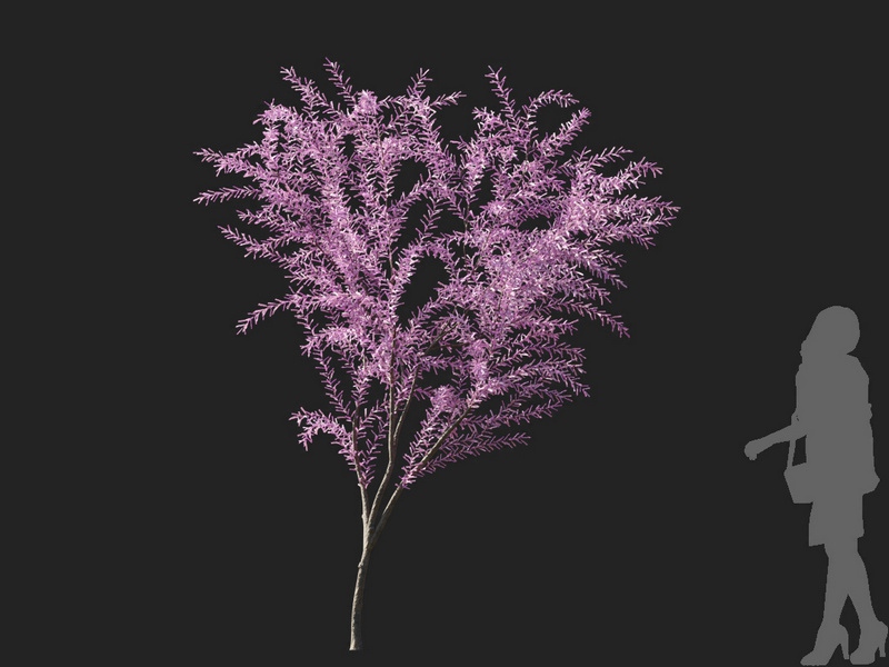 Maxtree - Plant Models Vol.127