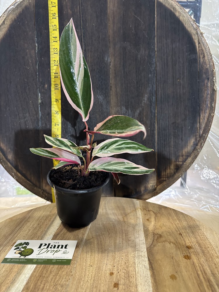 Tristar Stromanthe