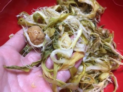 Bông quỳnh, sung khô ngâm nước cho nở mềm. Sau đó thì xé sợi bông quỳnh, rửa lại với nước lạnh rồi vắt cho ráo nước. Luộc sơ xương heo, rồi xả lại nước lạnh nhiều lần cho hết bọt dơ để nước canh được trong.